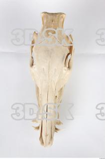 Skull Boar - Sus scrofa 0032